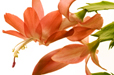 Christmas Cactus